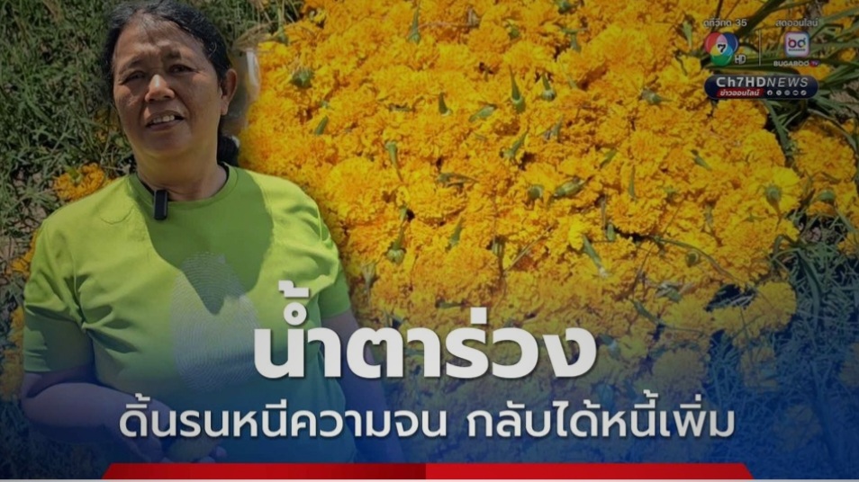 ข้าวราคาถูก ชาวนาหนีมาปลูกดาวเรือง ราคาร่วงหนักกลายเป็นได้หนี้เพิ่ม